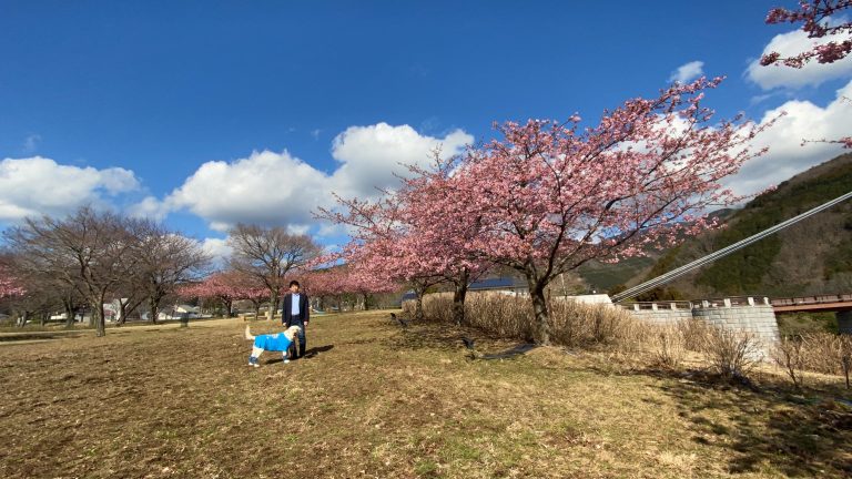 河津桜が満開でした。